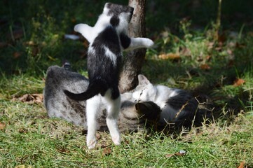 Obraz premium Mom cat plays with kittens on meadow