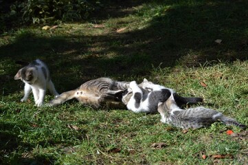 Mom cat plays with kittens on meadow