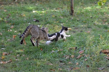 Mom cat plays with kittens on meadow