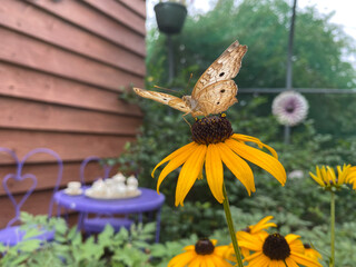 butterfly on a flower