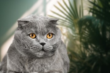 Cute domestic cat pet at home