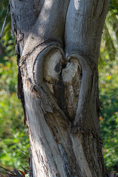 Natürlich gewachsenes Herz in einer Baumrinde