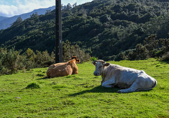 Frei lebende Rinder in der Hochebene Paul da Serra auf der Insel Madeira