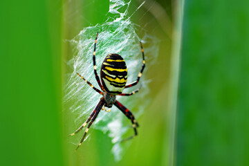 Colorful spider in the garden on a green background