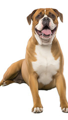 A Olde English Bulldogge Dog in Tie Dye Colors. Isolated on a Transparent Background. Cutout PNG.