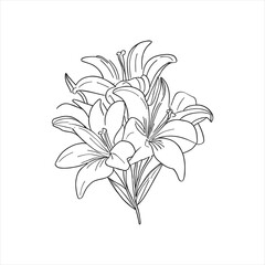 Lily flower line art with drawings isolated on a white background.vector lily flower and leaves line art.