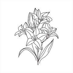 Lily flower line art with drawings isolated on a white background.vector lily flower and leaves line art.