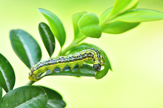 Cydalima perspectalis