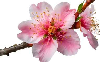 Gordijnen Peach blossom flower. © Milano