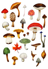 Watercolor mushrooms illustration isolated on white. Hand drawn background 