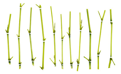 Set fresh green bamboo twigs, sticks isolated on white, top view