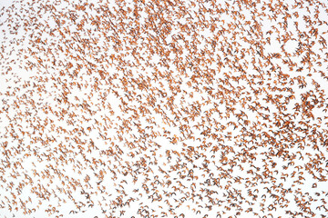 Post-nuptial migratory flight of Dunlins at Snettisham