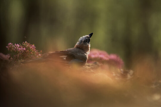 Serene Eurasian jay bird in a dreamy natural setting