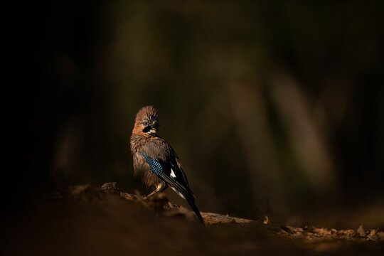Eurasian jay perched in a shadowy forest setting