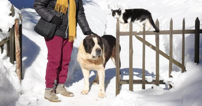 Furry friends big asian shepherd dog and domestic cat together on snow with senior woman in the yard next to the wooden fence. Animal friendship in winter time, close-up shot