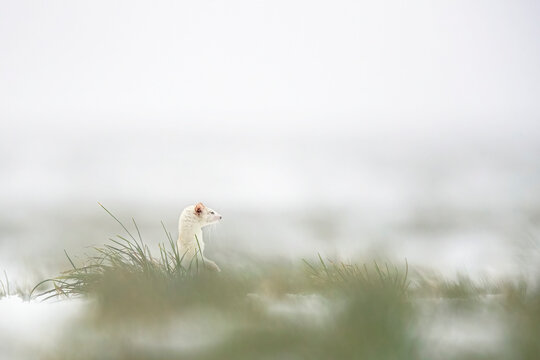 Stoic Ermine in Foggy Swiss Alpine Grassland