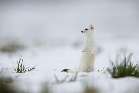 Ermine in its winter coat standing in the Swiss snow