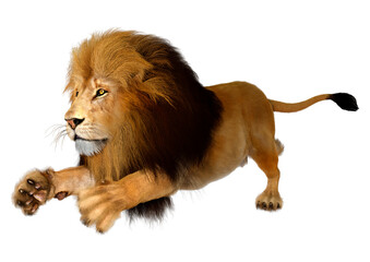 3D Rendering Male Lion on White