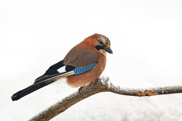 Nice fluffy brown jay sits on a snow-covered branch and looks at the camera on a white snowy background.