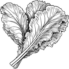 Vintage Vegetable Lettuce Sketch Icon in Hand-drawn Style © starxs