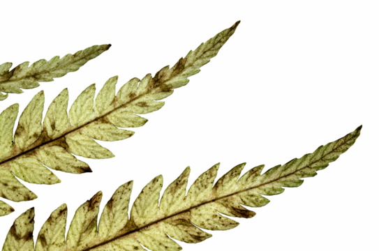 Macro image of backlit autumn fern leaves with small patches of brown decay. The leaves are pale green. The background is clean.