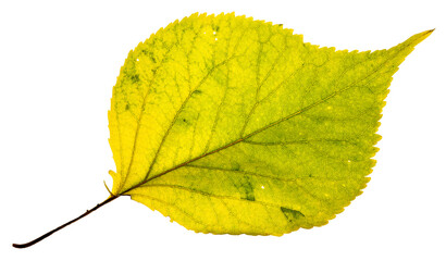 Fototapeta premium Macro image of a bright greenish yellow backlit birch leaf. The fall leaf has signs of decay. The background is clean. 