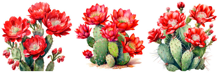 Set of Watercolor round shaped cactus with red flowers at the top, isolated on transparent background - obrazy, fototapety, plakaty
