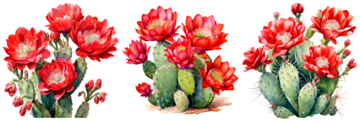 Foto op Canvas Set of Watercolor round shaped cactus with red flowers at the top, isolated on transparent background © juliiapanukoffa