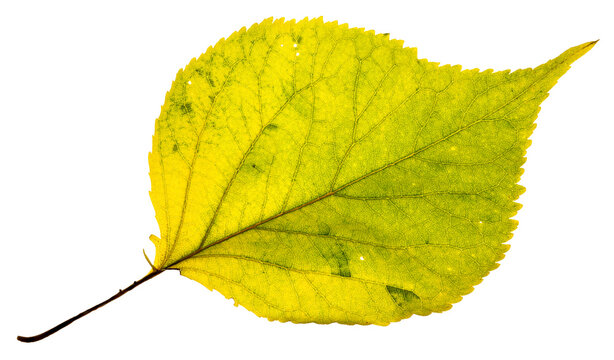 Macro image of a bright greenish yellow backlit birch leaf. The fall leaf has signs of decay. The background is clean.  
