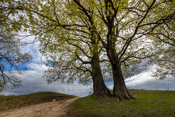 Rural spring with a dirt road. landscape with trees and branches against a cloudy sky