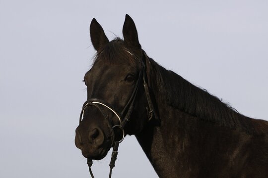 Rappe im portrait