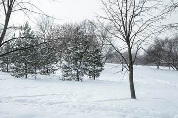 Fototapeta na wymiar Landscape with pine trees in winter park