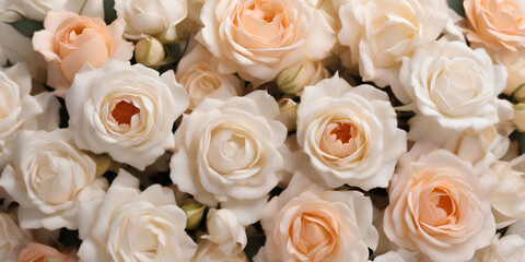 A close up of peach and white roses, top view. Floral background for holiday banners, posters, cards