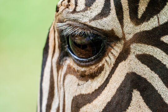 Close-up of a giraffe's eye and patterned skin