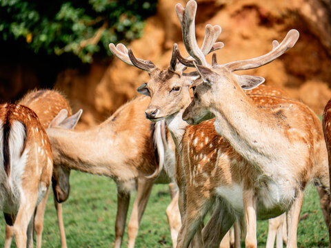 Fallow Deer axis in wildlife setting showing affection