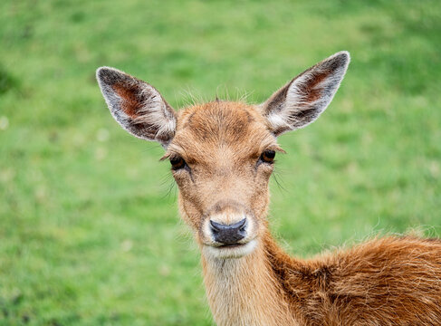 Close-up of a young Deer axis on green background