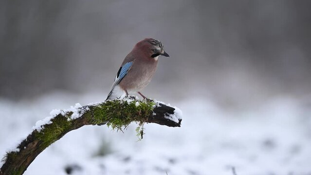 Eurasian jay bird ( Garrulus glandarius )