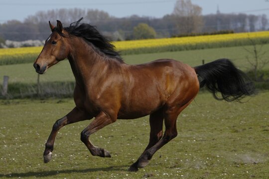Andalusier im Gallop