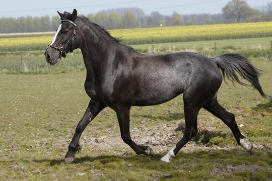 Deutsches Reitpony im Trab
