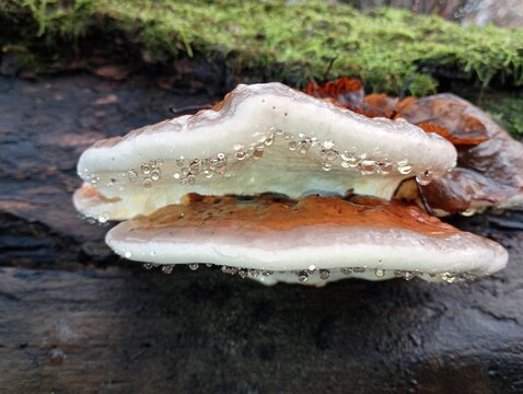 Raindrops run down the edge of a mushroom growing on an old tree trunk. The topic of collecting mushrooms in autumn in the forest.