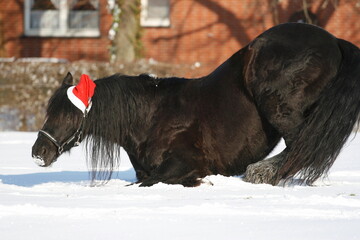 Friesienpferd mit Weihnachtsmann-Mütze legt sich zum Wälzen in den Schnee