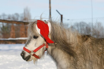 Mini Shetland Pony mit Weihnachtsmann- Mütze