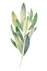 Obraz premium Watercolor illustration Оlive Greenery branch foliage twig, green, leaves Wedding design, invitations, cards, stickers, poster, logo and graphics websites, transparent background PNG