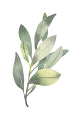 Watercolor illustration Оlive Greenery branch foliage twig, green, leaves Wedding design, invitations, cards, stickers, poster, logo and graphics websites, transparent background PNG