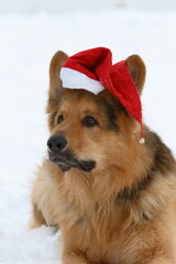 Deutscher Schäferhund mit Weihnachtsmann Mütze