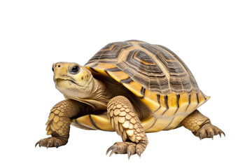 Obraz premium turtle isolated on transparent background