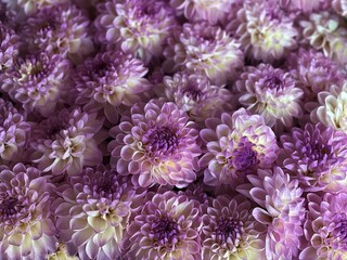 Beautiful flowers purple yellow petals.