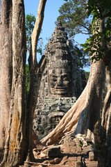 tree roots in bayon temple country