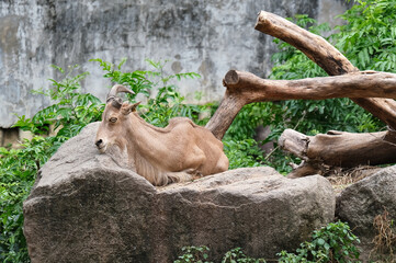 Mountain goat animal