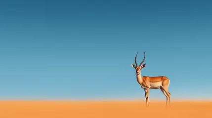 Papier Peint Lavable Antilope impala antelope in kruger national park
